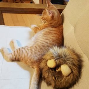 猫コンテスト可愛い賞002