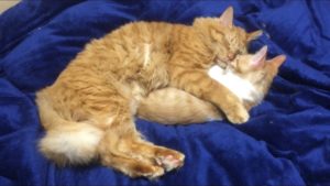 猫コンテストもふもふ賞003