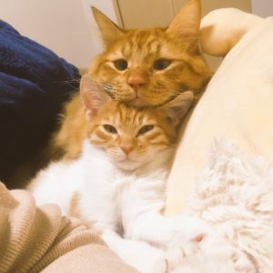 猫コンテストもふもふ賞001