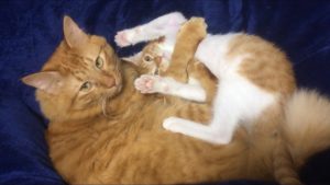 猫コンテストもふもふ賞004