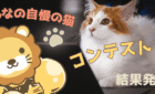みんなの自慢の猫コンテスト